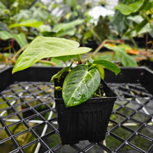 Load image into Gallery viewer, Anthurium Villenaorum, Exact Plant
