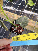 Load image into Gallery viewer, Philodendron Melanochrysum, Exact Plant Variegated Ships Nationwide
