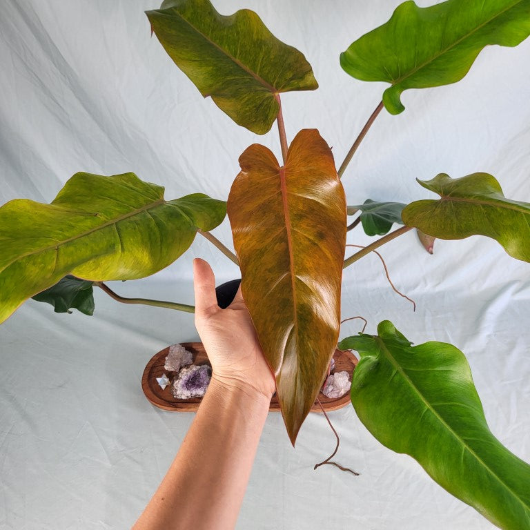 Philodendron Orange Marmalade, Exact Plant