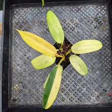 Load image into Gallery viewer, Philodendron Whipple Way, Exact Plant Variegated Ships Nationwide
