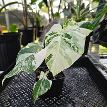 Load image into Gallery viewer, Monstera Borsigiana Albo Deliciosa, Exact Plant Variegated Ships Nationwide
