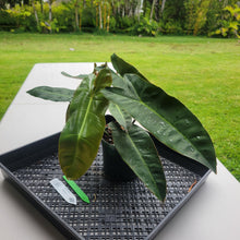 Load image into Gallery viewer, Philodendron Maximum , Exact Plant Ships Nationwide
