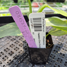 Load image into Gallery viewer, Philodendron Hastatum Silver Sword Variegated exact plant, Fedex 2day*
