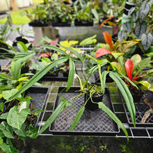 Load image into Gallery viewer, Philodendron Holtonianum, Exact Plant Large, 6&#39;&#39; pot
