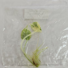 Load image into Gallery viewer, Alocasia Dragon Scale Albo variegated tissue culture 2DayAir
