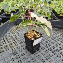 Load image into Gallery viewer, Alocasia Polly Snowflake Pink variegated exact plant, Fedex 2day*
