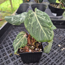 Load image into Gallery viewer, Philodendron Gloriosum Snow Leopard variegated 4" pot, Fedex 2day*
