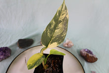 Load image into Gallery viewer, Variegated Philodendron Hastatum Silver Sword Exact Plant Ships nationwide
