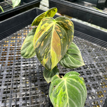 Load image into Gallery viewer, Philodendron Melanochrysum Variegated 2.5" pot, Fedex 2day*
