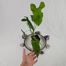 Load image into Gallery viewer, Anthurium Balaoanum &quot;Dussii&quot;, Exact Plant Ships Nationwide
