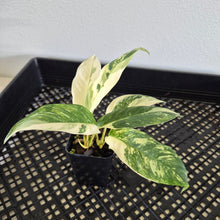 Load image into Gallery viewer, Rhaphidophora Lobbii Variegated exact plant, Fedex 2day*
