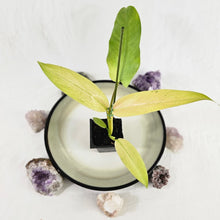 Load image into Gallery viewer, Philodendron Whipple Way, Exact Plant Variegated Ships Nationwide
