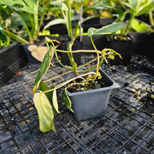 Load image into Gallery viewer, Philodendron Hederaceum Micans Aurea, Exact Plant Variegated Ships Nationwide

