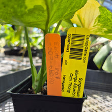 Load image into Gallery viewer, Syngonium Mango Allusion, Orm Thong, Exact Plant Variegated Ships Nationwide

