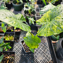 Load image into Gallery viewer, Alocasia Gageana Aurea, Exact Plant Variegated With babies
