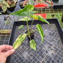 Load image into Gallery viewer, Alocasia Macrorrhiza Schock Treatment, Exact Plant Variegated Ships Nationwide
