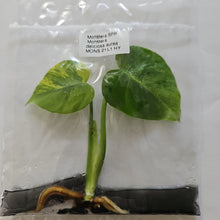 Load image into Gallery viewer, Monstera Deliciosa Aurea variegated tissue culture 2DayAir
