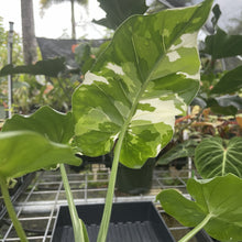 Load image into Gallery viewer, Alocasia Odora, Okinawa Silver Variegated exact plant, Fedex 2day*
