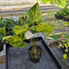 Load image into Gallery viewer, Anthurium Andraeanum White Heart, Exact Plant Variegated Ships Nationwide
