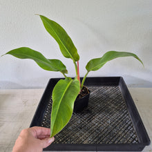 Load image into Gallery viewer, Philodendron Giant Orlando exact plant, Fedex 2day*
