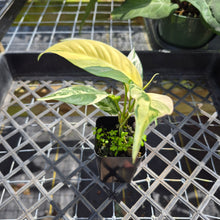 Load image into Gallery viewer, Rhaphidophora Lobbii, Exact Plant Variegated Ships Nationwide
