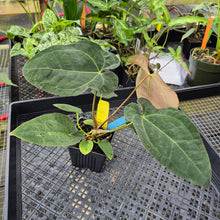 Load image into Gallery viewer, Anthurium Ace Of Spades X Papillilaminum, Exact Plant Ships Nationwide
