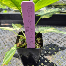 Load image into Gallery viewer, Homalomena Schismatoglottis Wallichii Variegated, exact plant, Fedex 2day*

