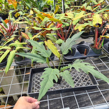 Load image into Gallery viewer, Philodendron Orchid Jungle, Exact Plant Ships Nationwide

