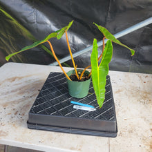 Load image into Gallery viewer, Philodendron Billietiae, Exact Plant Ships Nationwide
