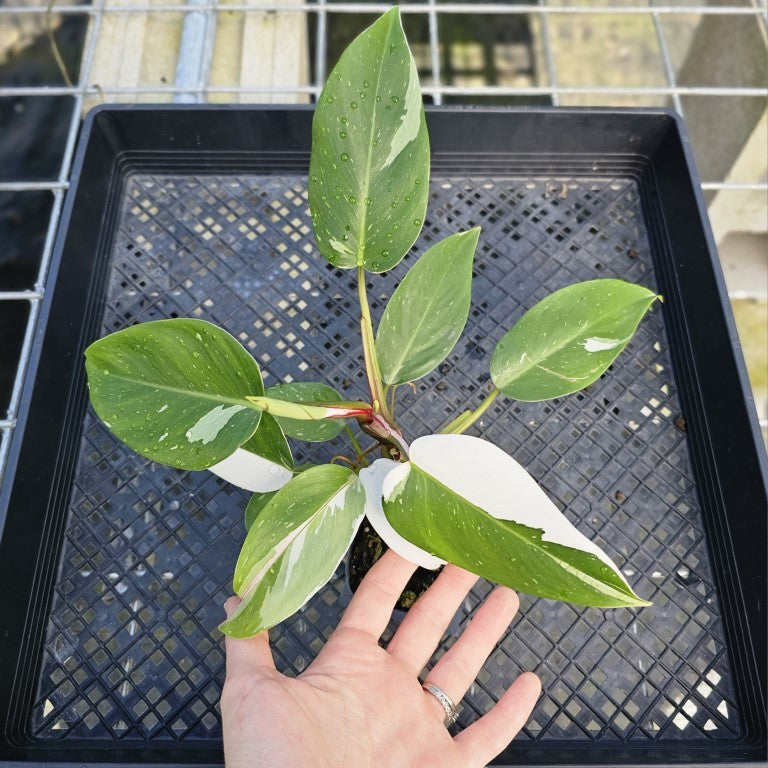 Philodendron White Princess, Exact Plant Variegated Ships Nationwide