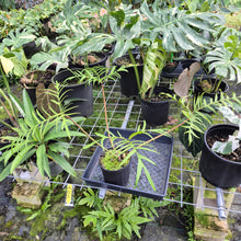 Load image into Gallery viewer, Philodendron Polypodioides, Exact Plant
