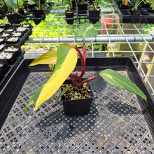 Load image into Gallery viewer, Philodendron Strawberry Shake Variegated exact plant, Fedex 2day*
