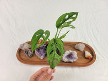 Load image into Gallery viewer, Monstera Adansonii European Mint Variegated 2.5" pot, Fedex 2day*
