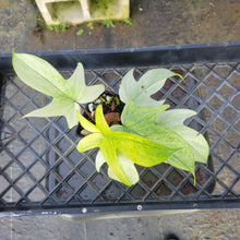 Load image into Gallery viewer, Philodendron Florida Ghost, Exact Plant Ships Nationwide
