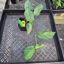 Load image into Gallery viewer, Epipremnum Pinnatum Tricolor Mint, Exact Plant Variegated Ships Nationwide
