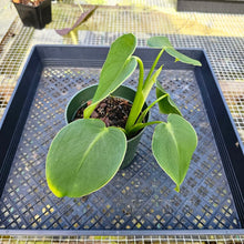 Load image into Gallery viewer, Philodendron Rugosum, Exact Plant
