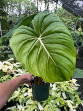 Load image into Gallery viewer, Philodendron Pastazanum 6" pot, Fedex 2day
