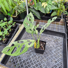Load image into Gallery viewer, Monstera Adansonii Mint &quot;Indonesia&quot;, Exact Plant Variegated Ships Nationwide
