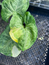Load image into Gallery viewer, Syngonium Mango Allusion, Orm Thong, Exact Plant Variegated Ships Nationwide
