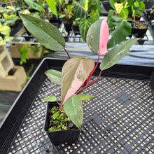 Load image into Gallery viewer, Philodendron Pink Princess Variegated exact plant, Fedex 2day*
