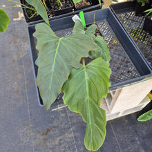 Load image into Gallery viewer, Philodendron Corsinianum, Exact Plant Ships Nationwide
