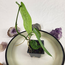 Load image into Gallery viewer, Anthurium Sp. Limon, Exact Plant Ships Nationwide
