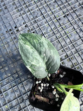 Load image into Gallery viewer, Scindapsus Jade Satin Marble Queen, Exact Plant Variegated Ships Nationwide
