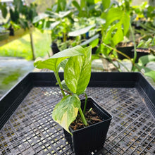 Load image into Gallery viewer, Monstera Lechleriana, Exact Plant Variegated 2 plant pot Ships Nationwide
