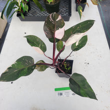 Load image into Gallery viewer, Philodendron Red Anderson, Exact Plant Ships Nationwide
