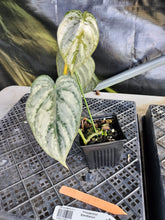 Load image into Gallery viewer, Philodendron Brandtianum, Exact Plant Ships Nationwide
