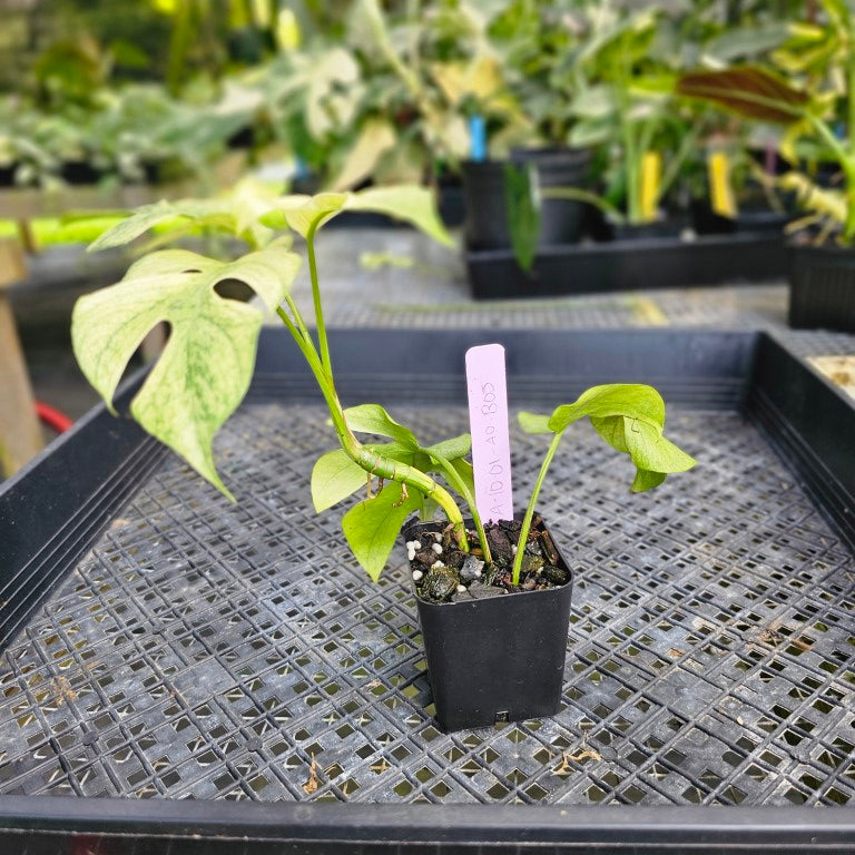 Rhaphidophora Tetrasperma White Monster, Exact Plant Variegated