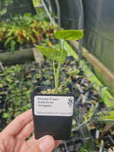Load image into Gallery viewer, Alocasia Dragon Scale Aurea Variegated 2.5" pot, Fedex 2day*
