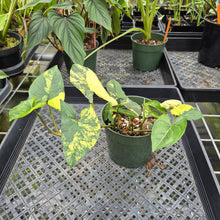 Load image into Gallery viewer, Syngonium Aurea Variegated exact plant, Fedex 2day*

