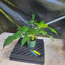 Load image into Gallery viewer, Philodendron Green Golden Dragon, Exact Plant Ships Nationwide
